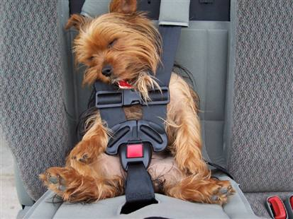 Quirk\'s 12 Best Fido Friendly Vehicles Quirk\'s 12 Best Fido Friendly Vehicles